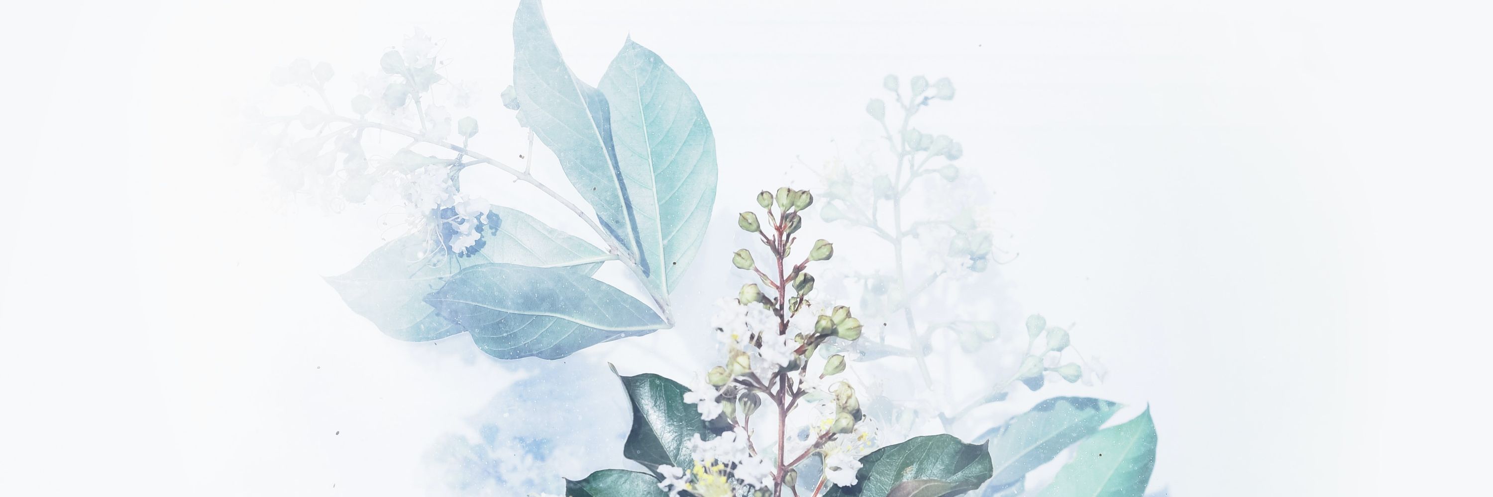 로라🌷
