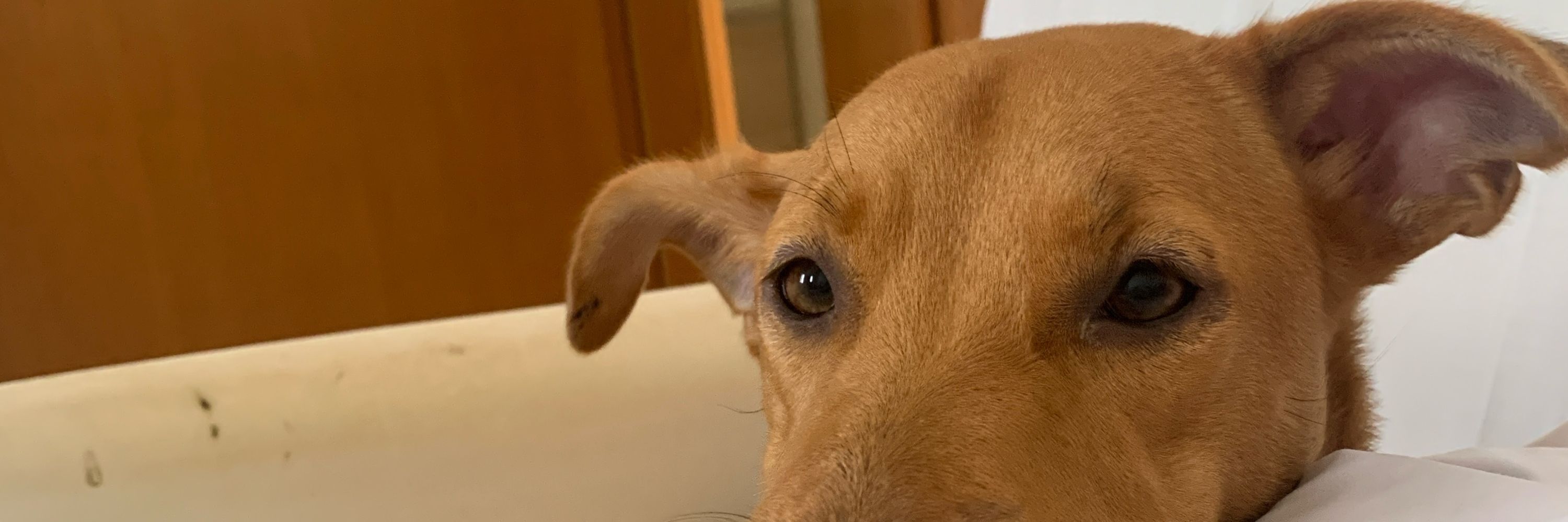 júlia