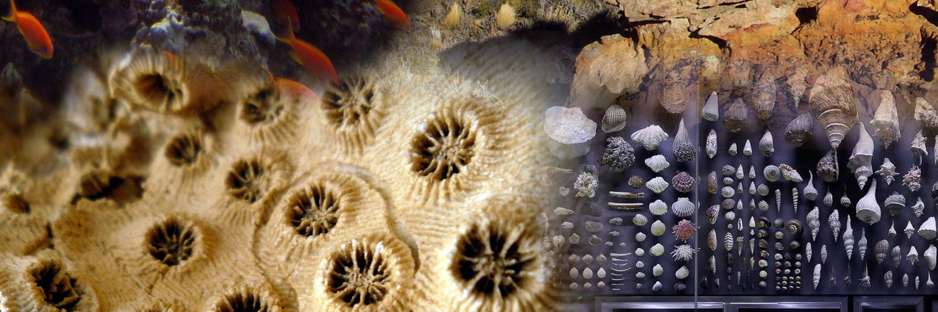 PaleoSynthesis