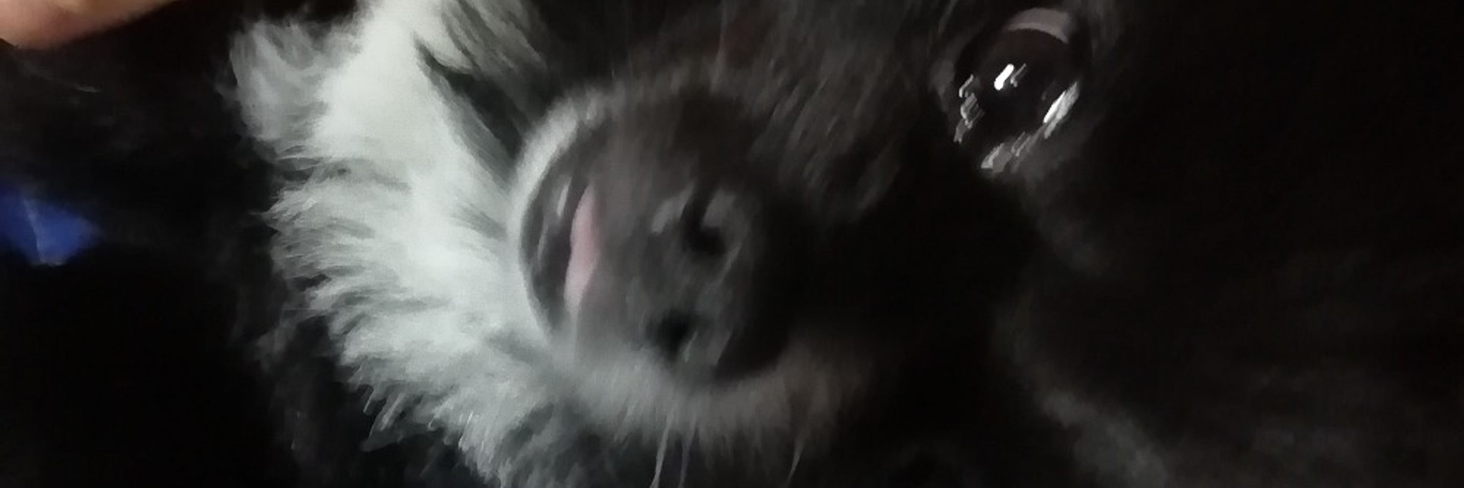 セナ