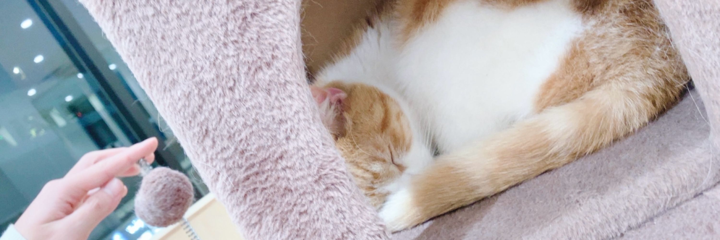 🐈⟡.·