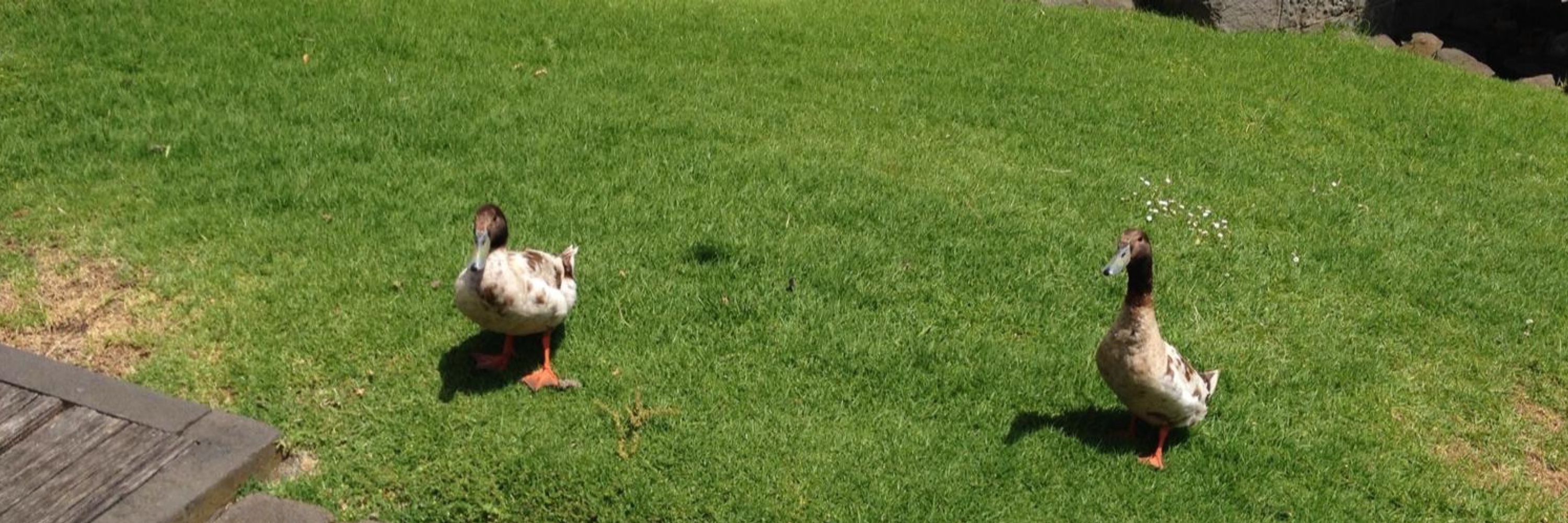 Monkey Ducks