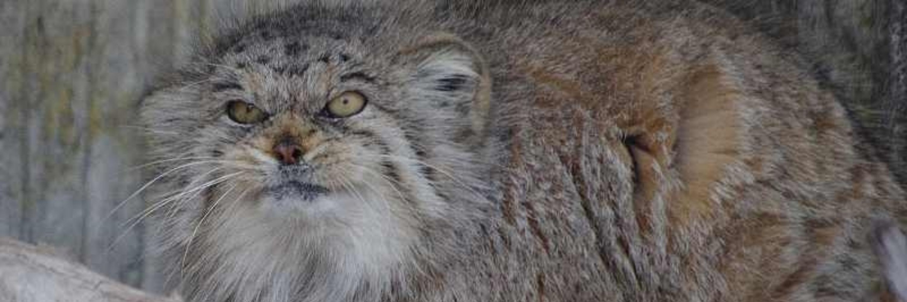 Manul 