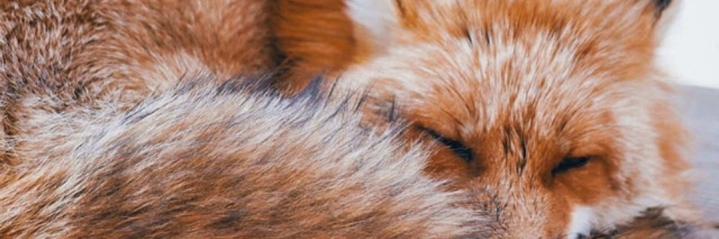 MapleFox🍁