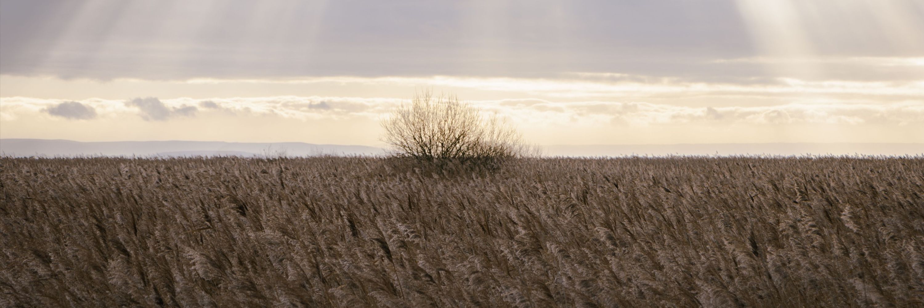 Corrawen Photography