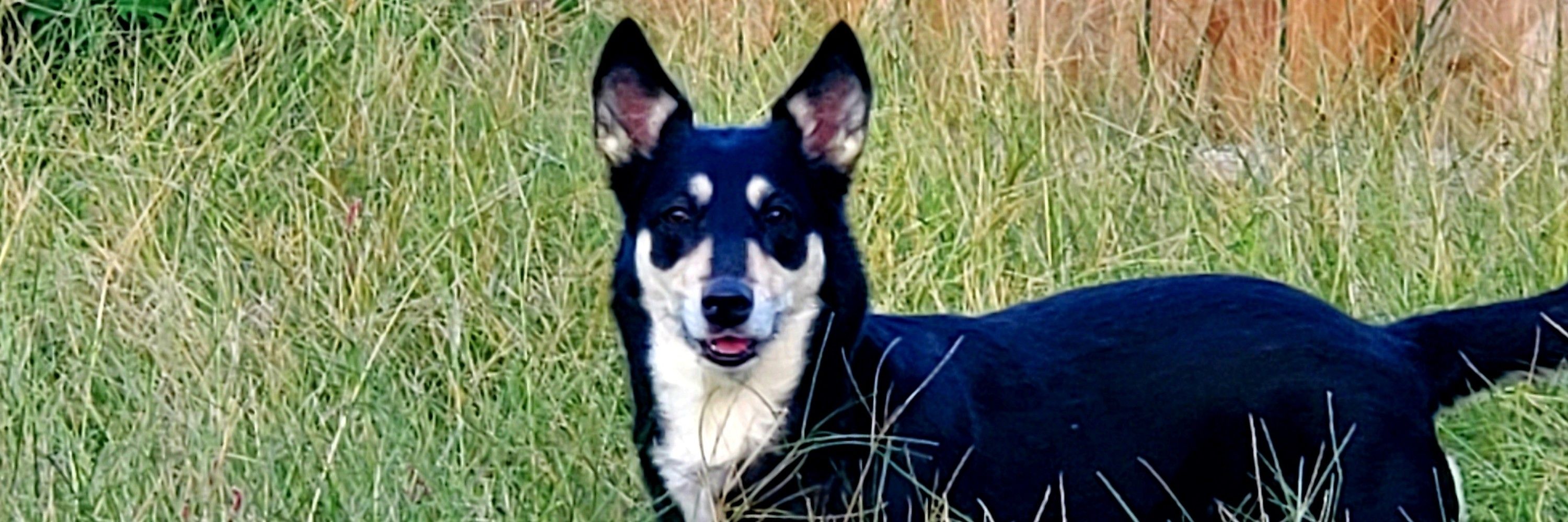 Ludo Dingo