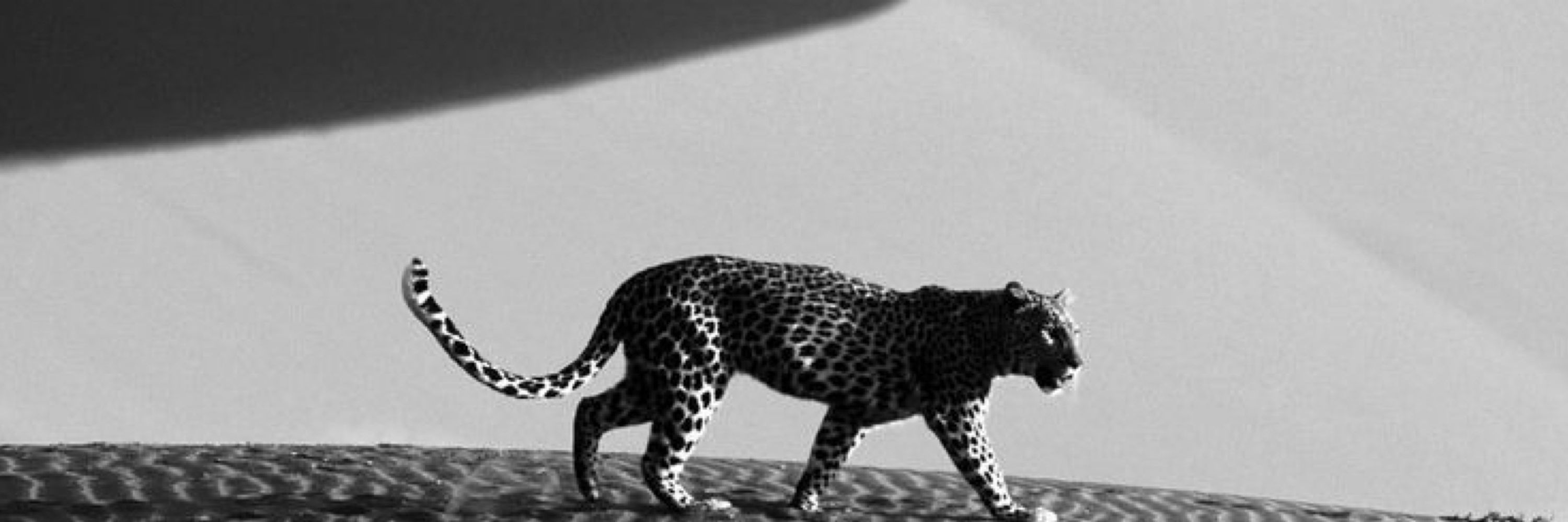 Malvadeza🐅