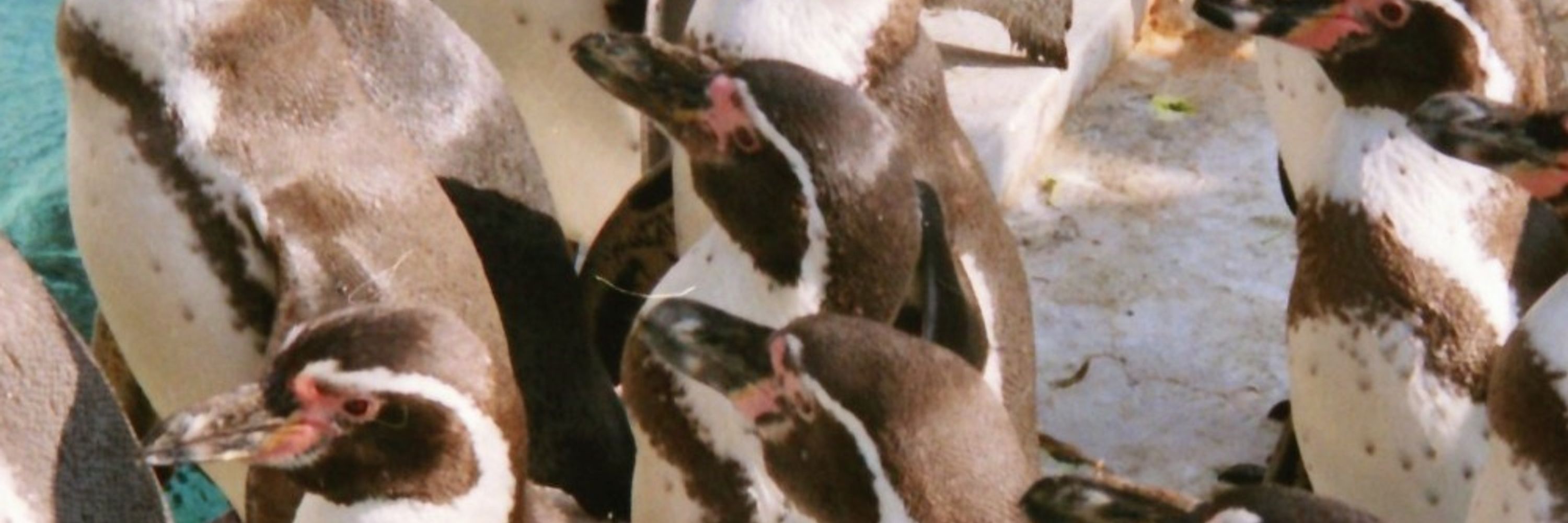 大阪ペンギン