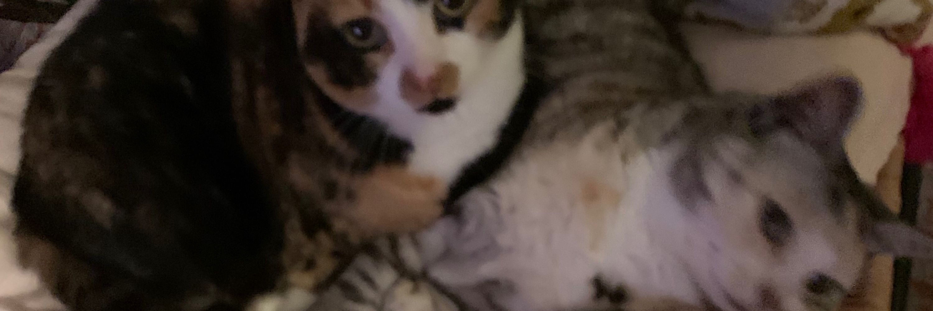 KitKat - Beau