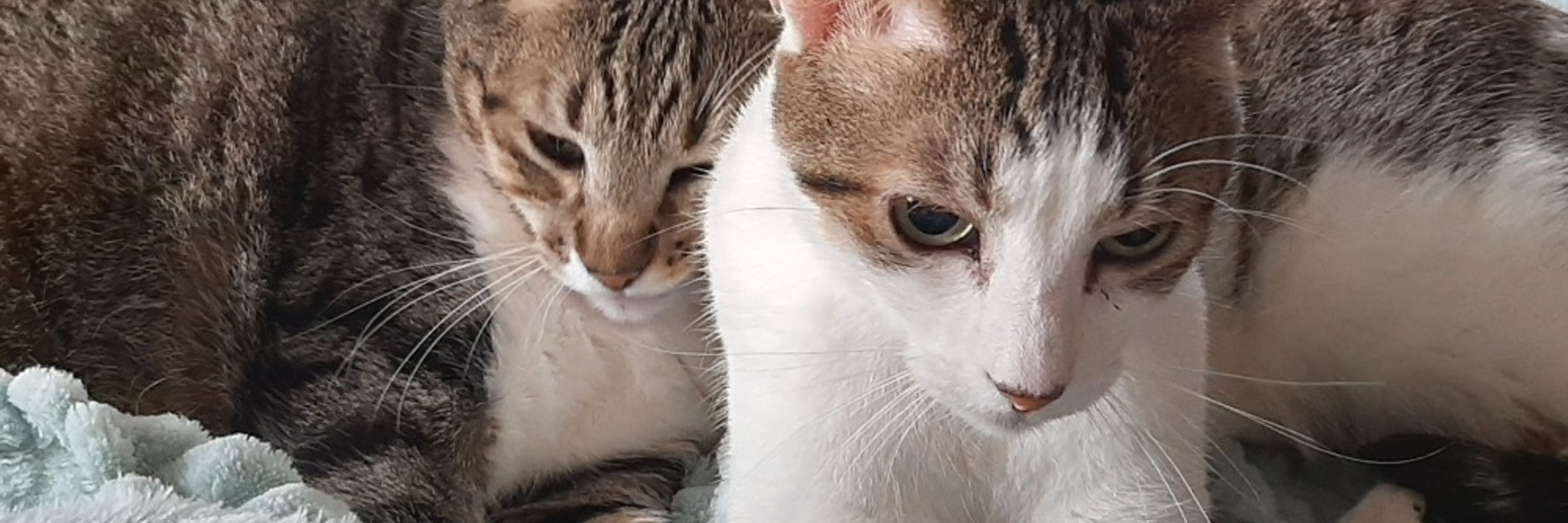 The Cat Fortress