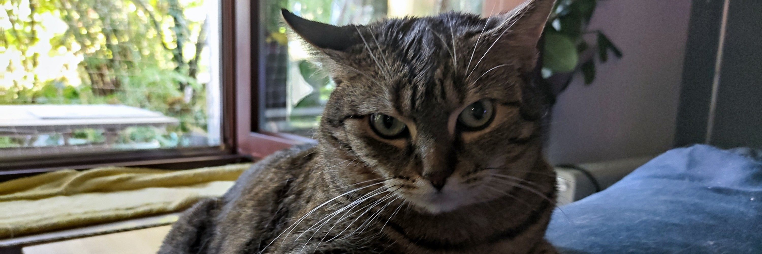 CrazyCatLady