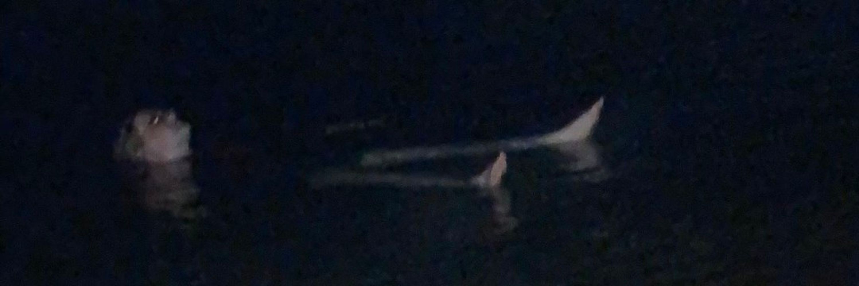 TurnipFitz