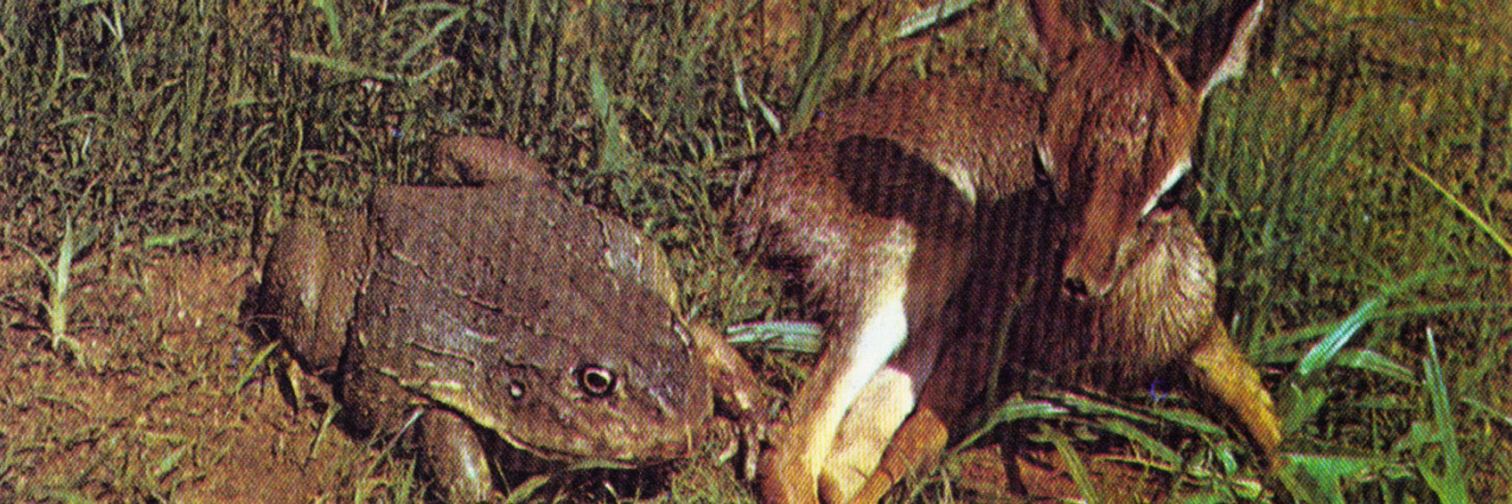 appalachian rat bastard