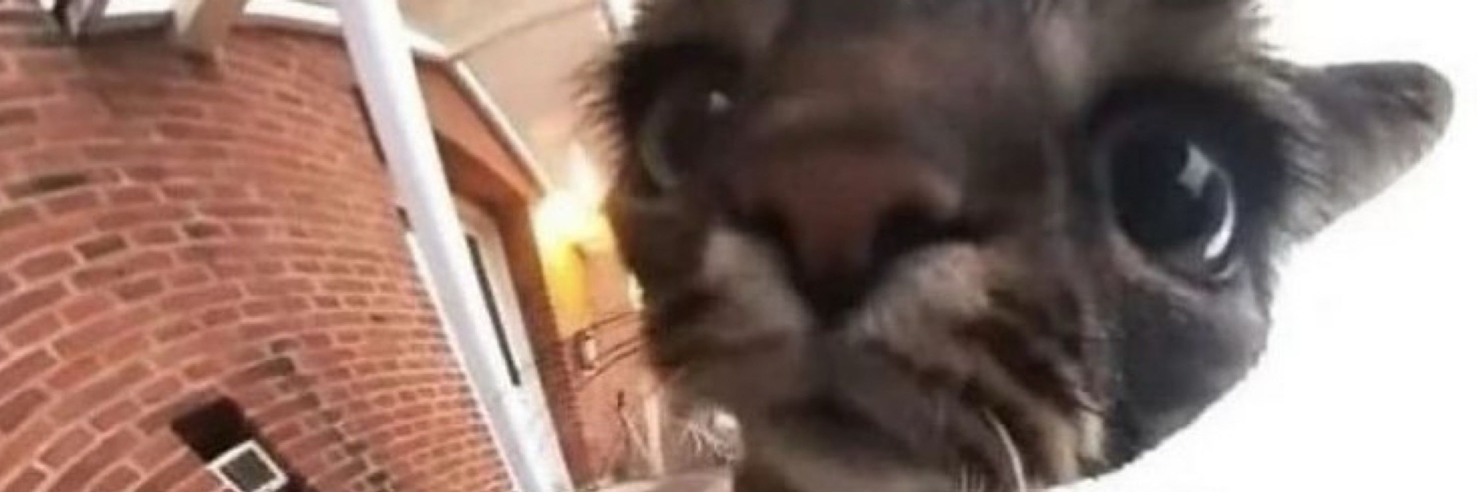 suicidal kitten