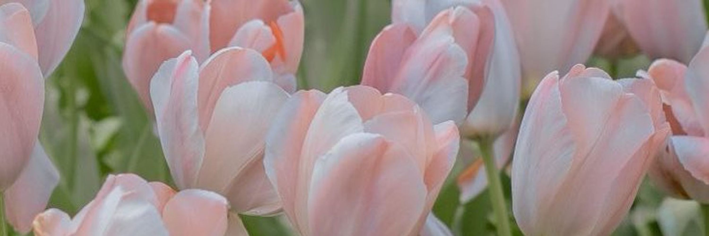 🌷Tulip🌷