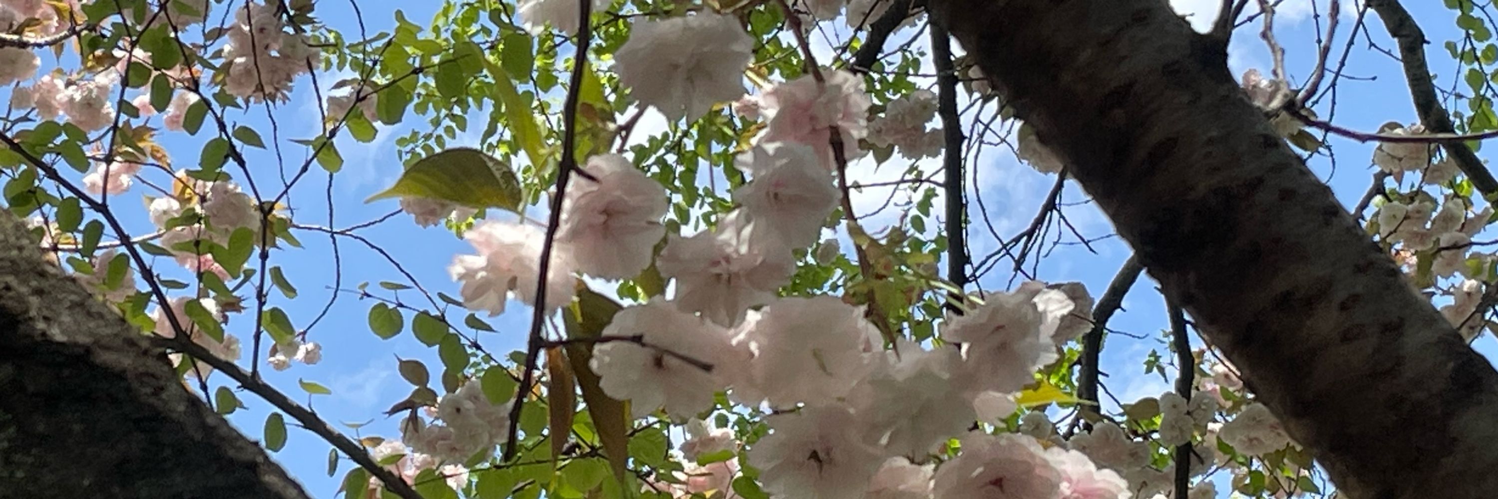 ゆつき