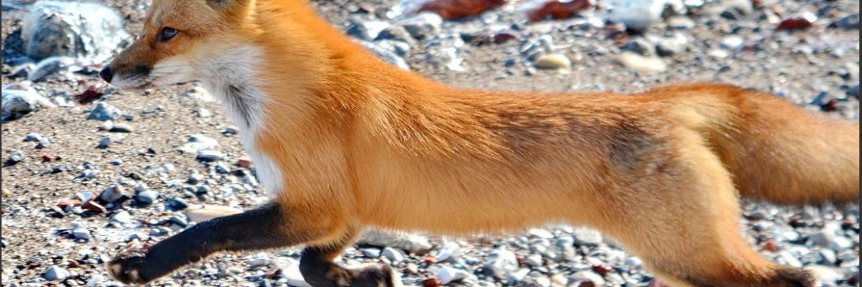Foxy 🦊