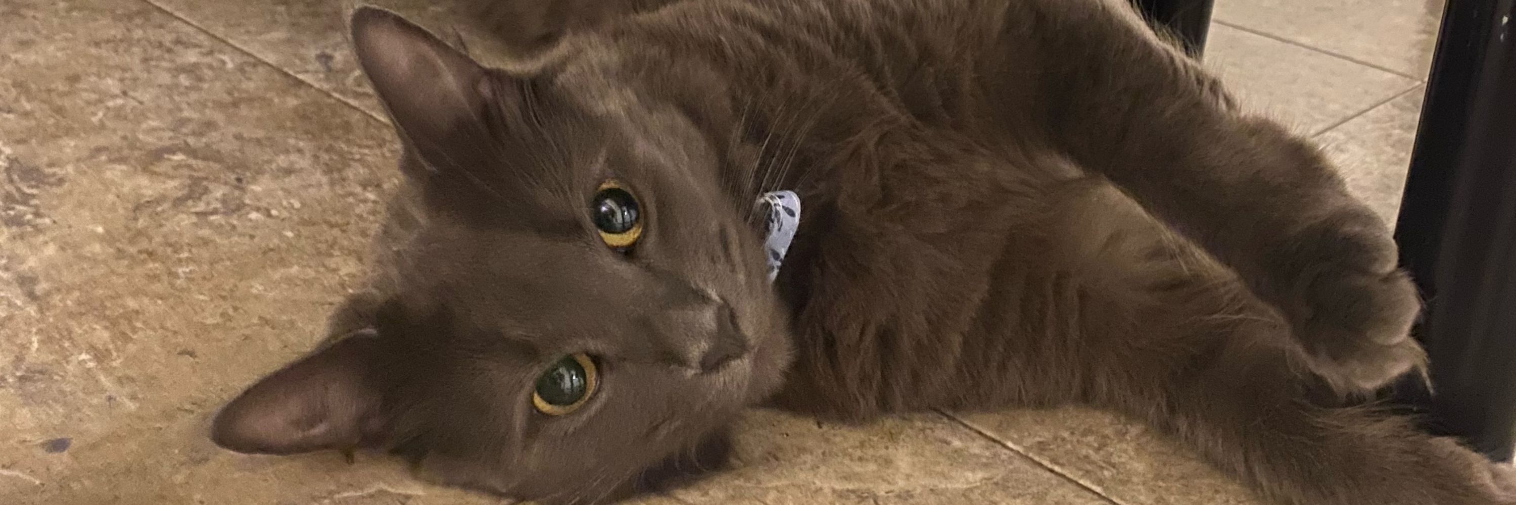 navi ✿