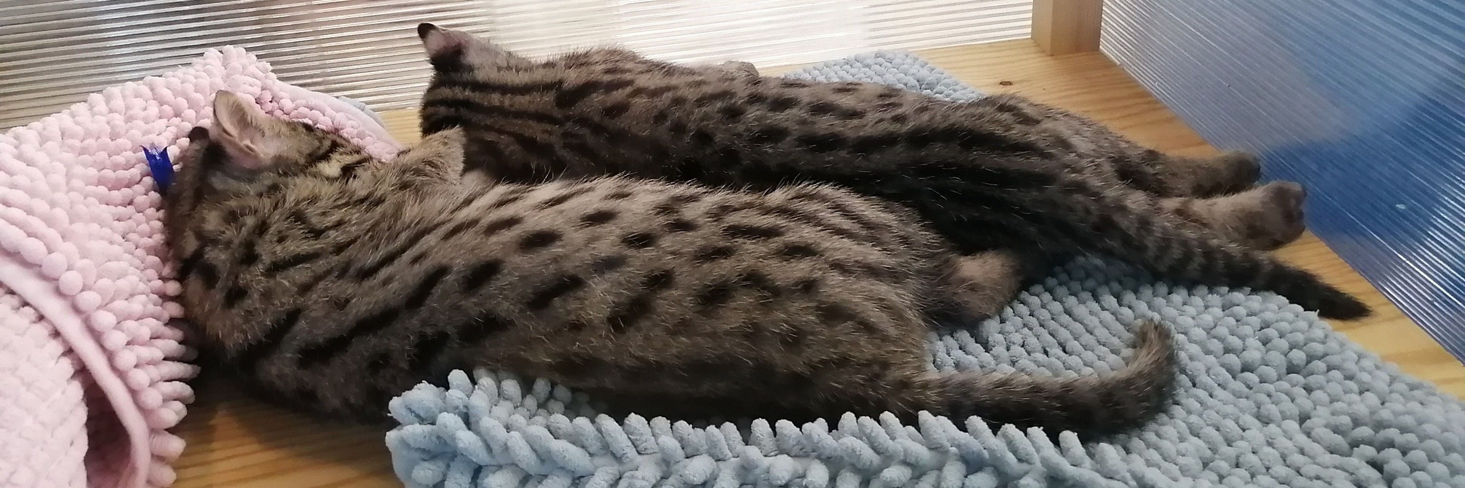 いえっさ