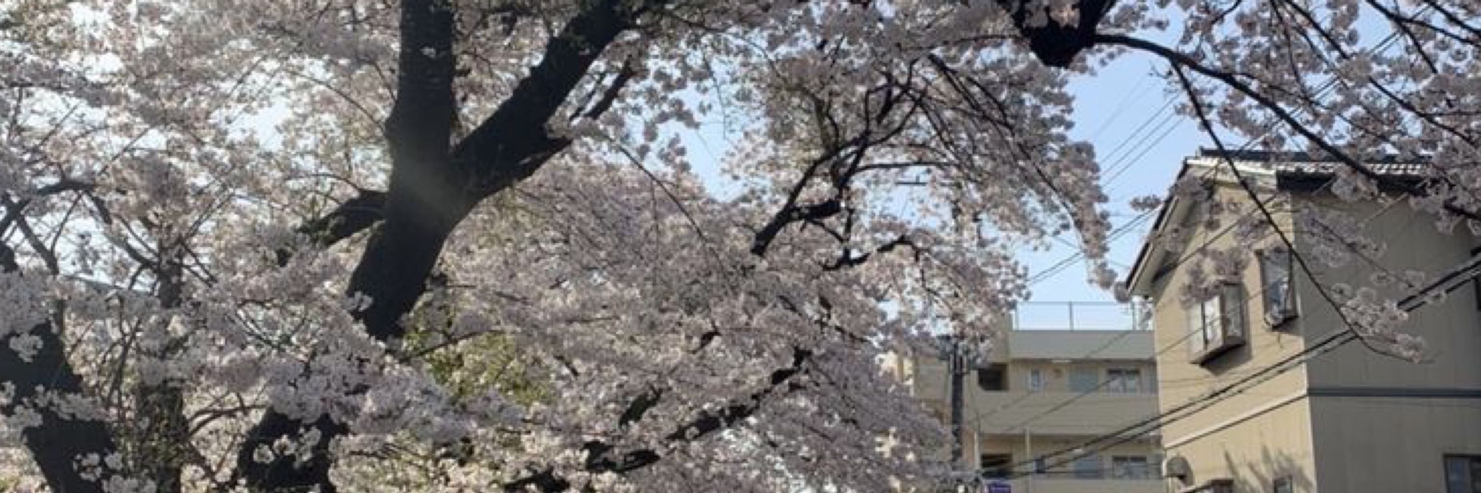 Yoshi 祥