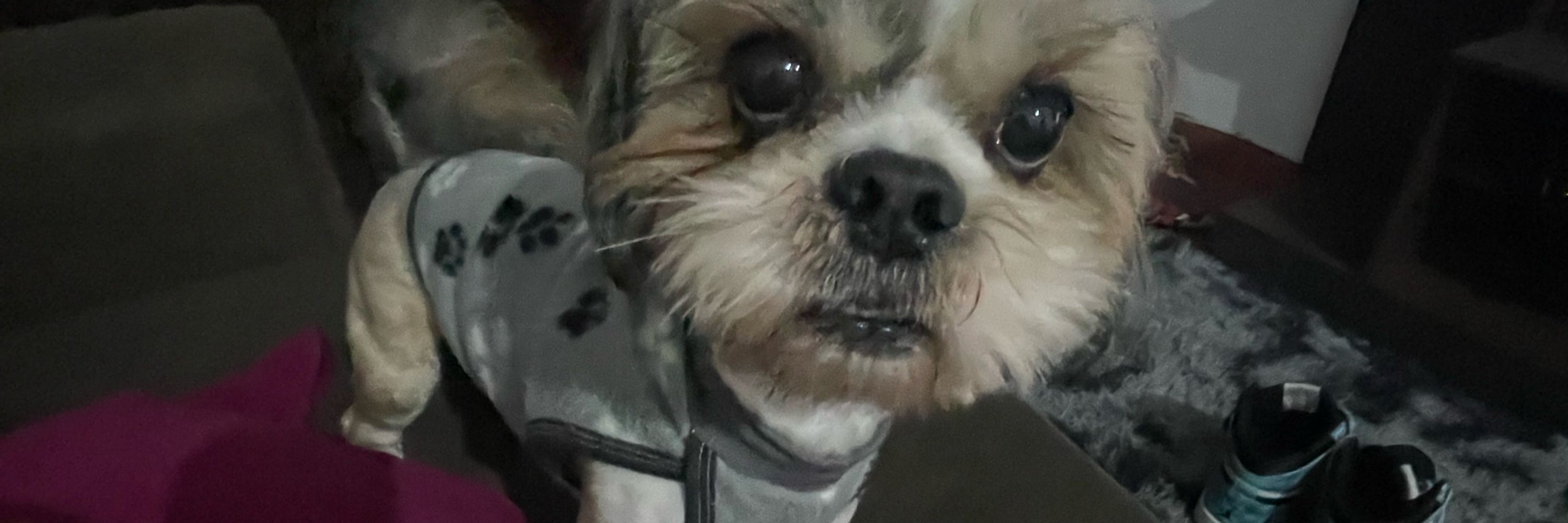 vivi ‎✮⋆˙