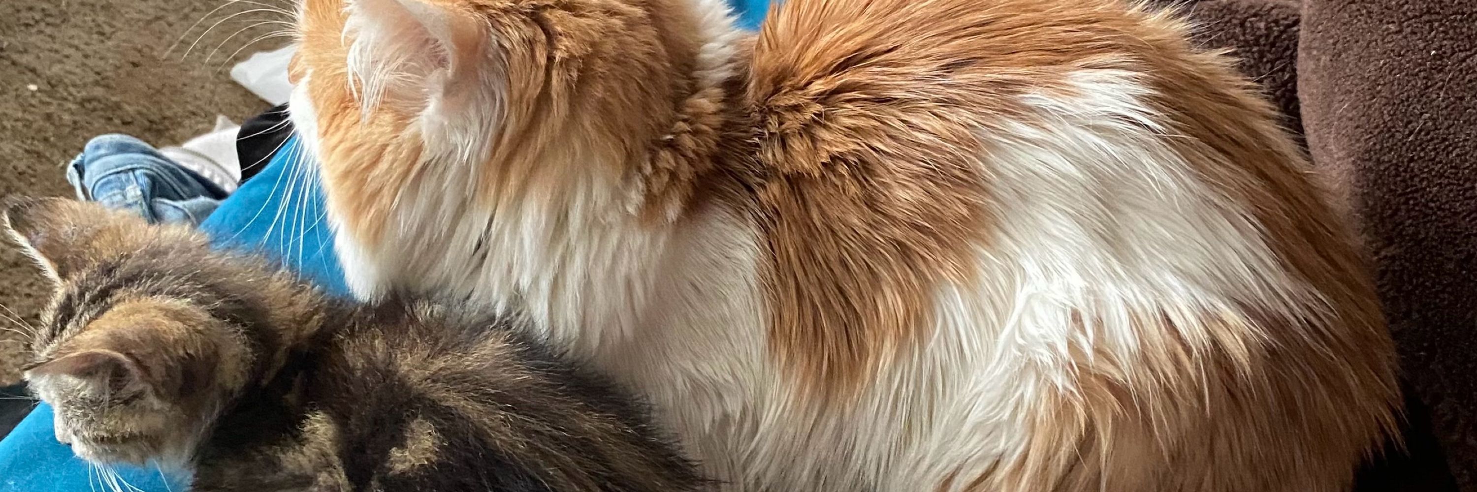 Sam