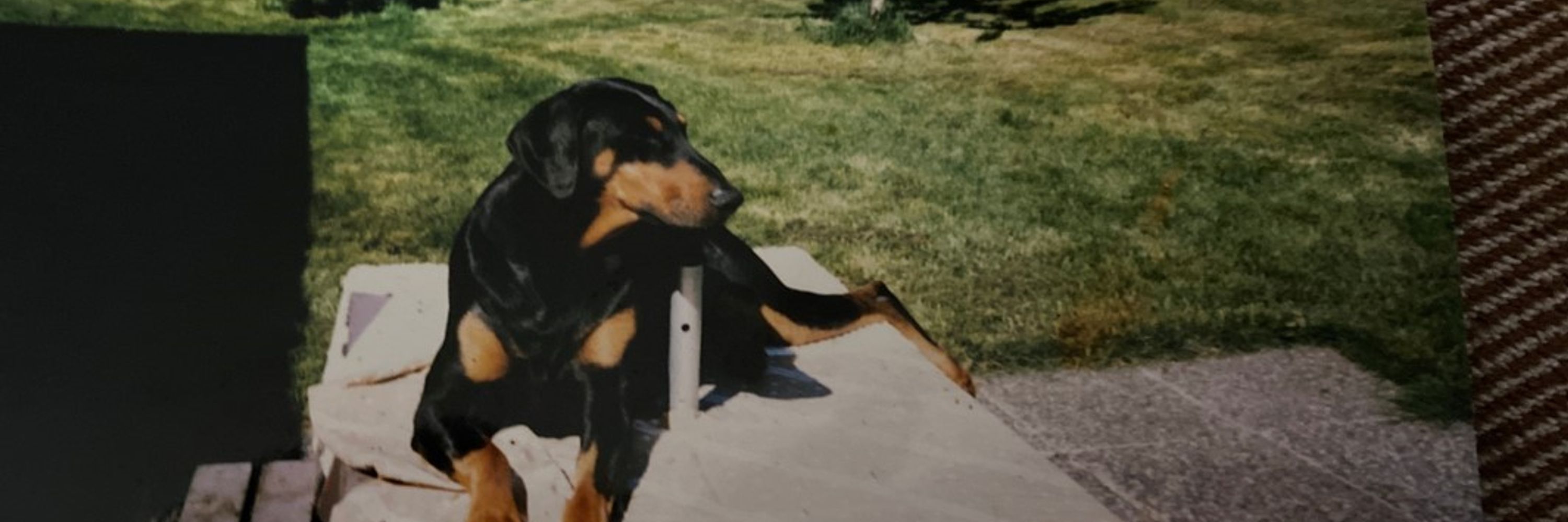 Tomar ( above ) My Pup lives on through My online Name 
