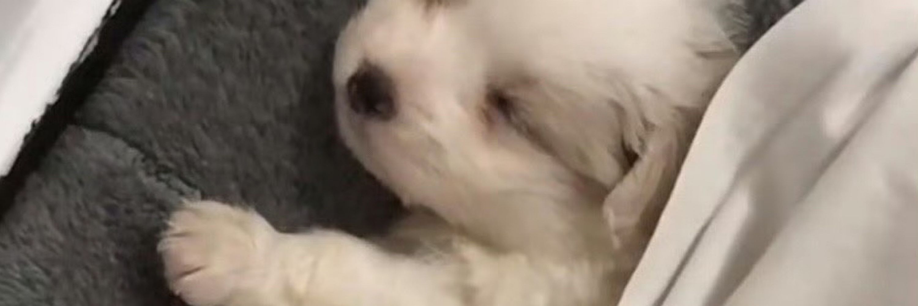 🥟