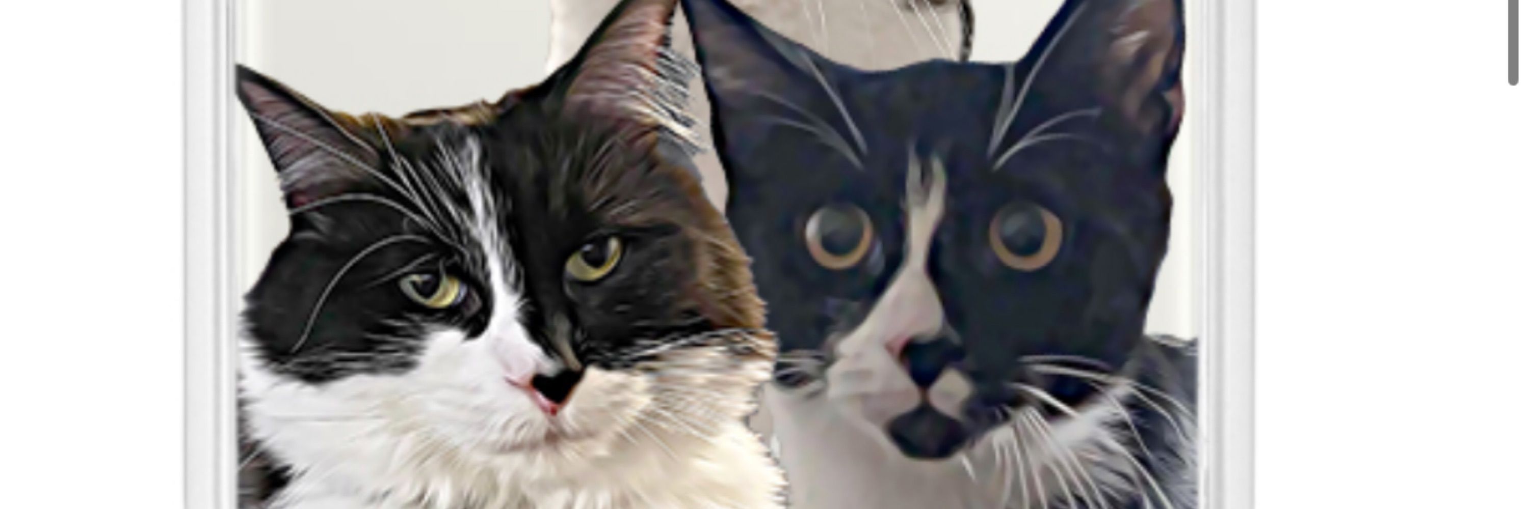Stella, Sushi and Charlotte 🐾