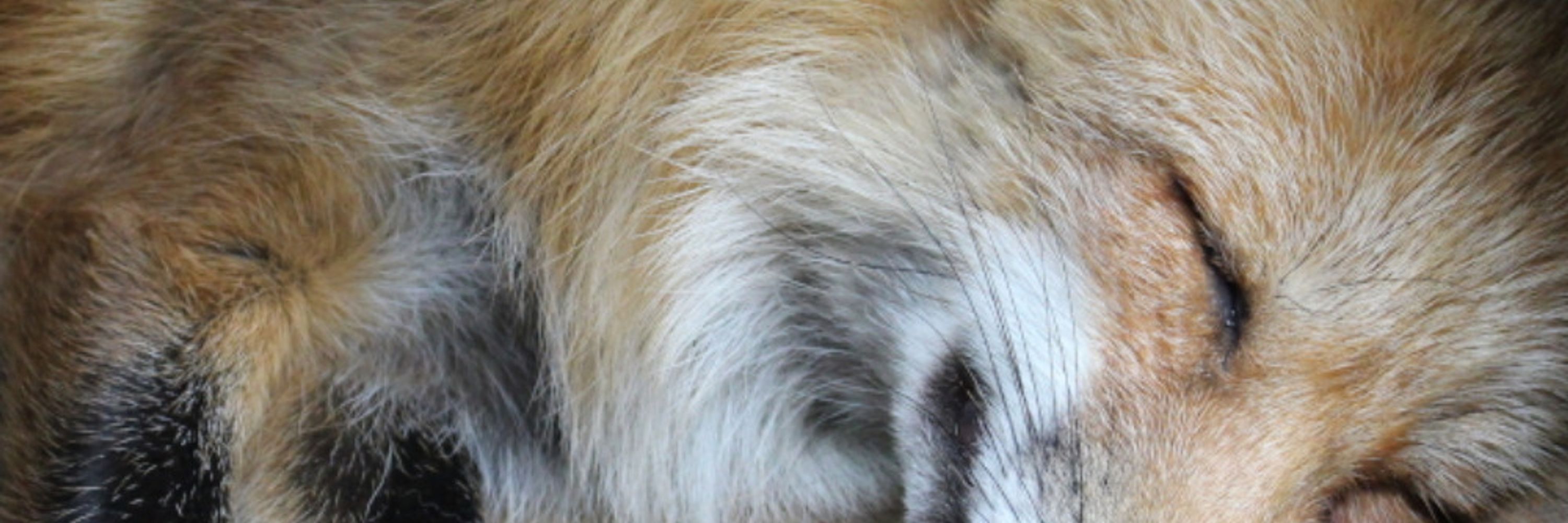 Kuschelfuchs