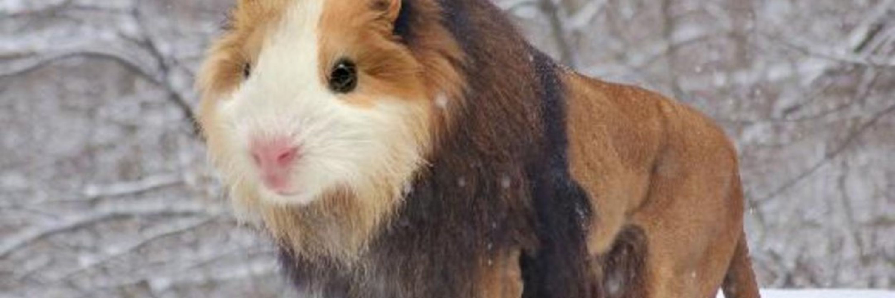 Lev lion