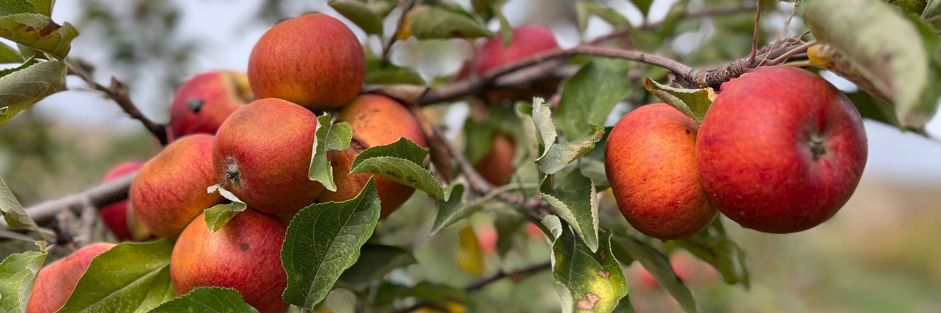 Liberty Ciderworks