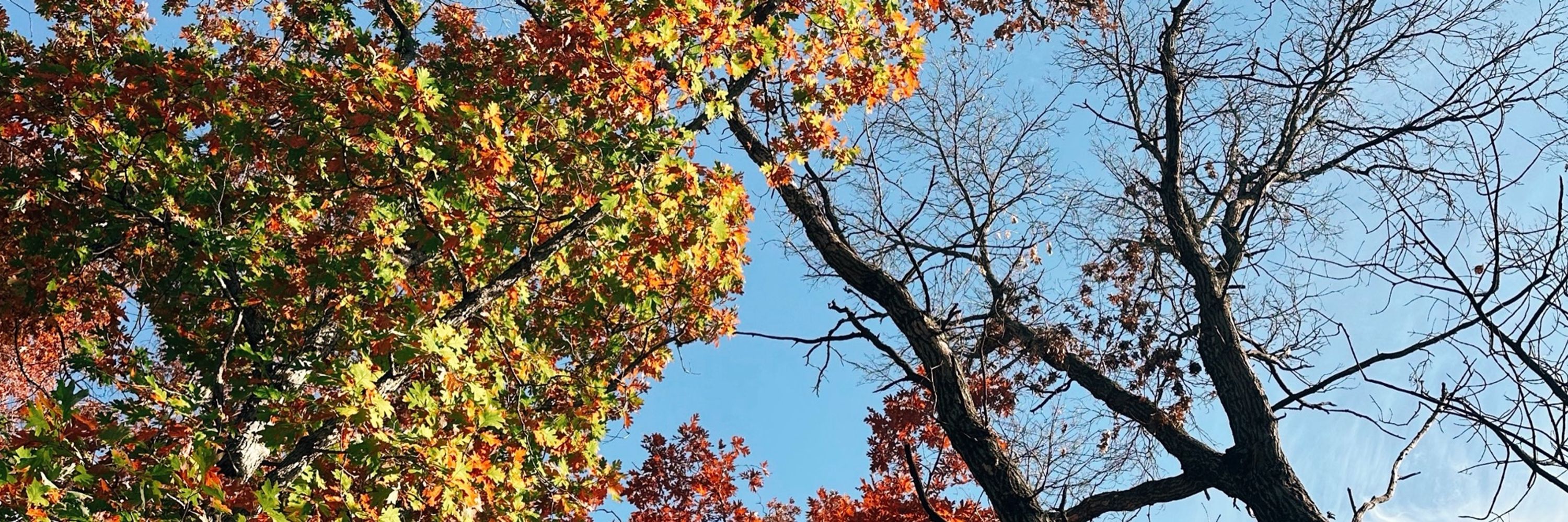 Autumn 🏳️‍🌈