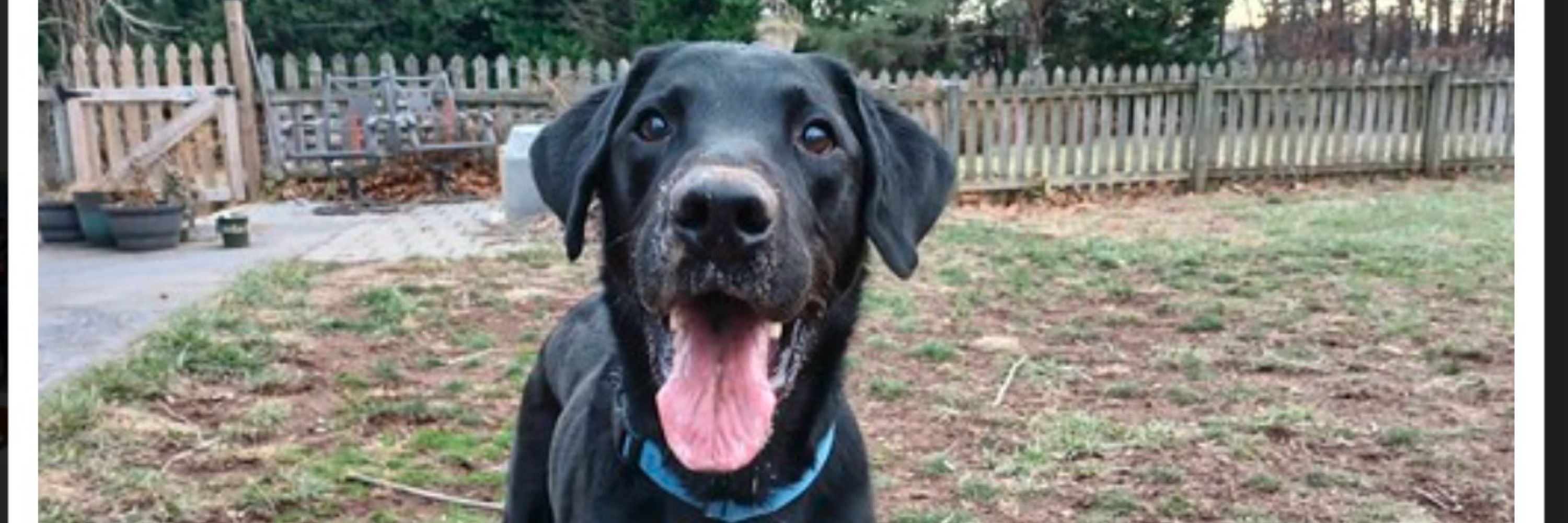 Lab Rescue of the LRCP