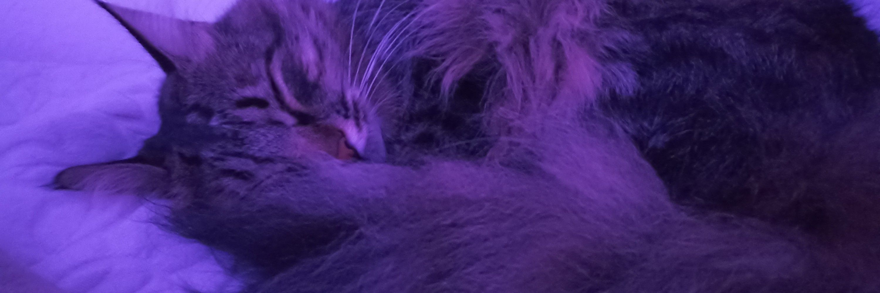 🌸