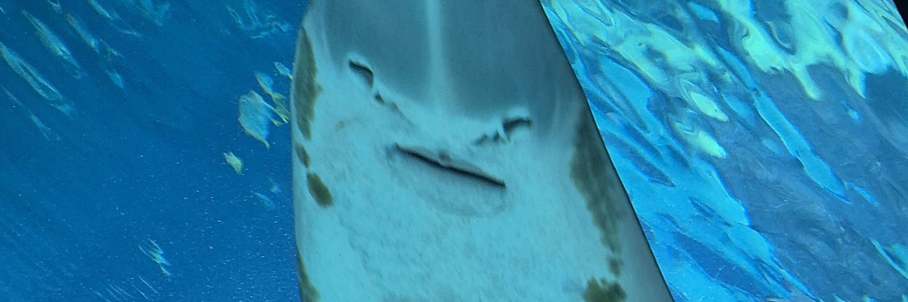 Tegchii