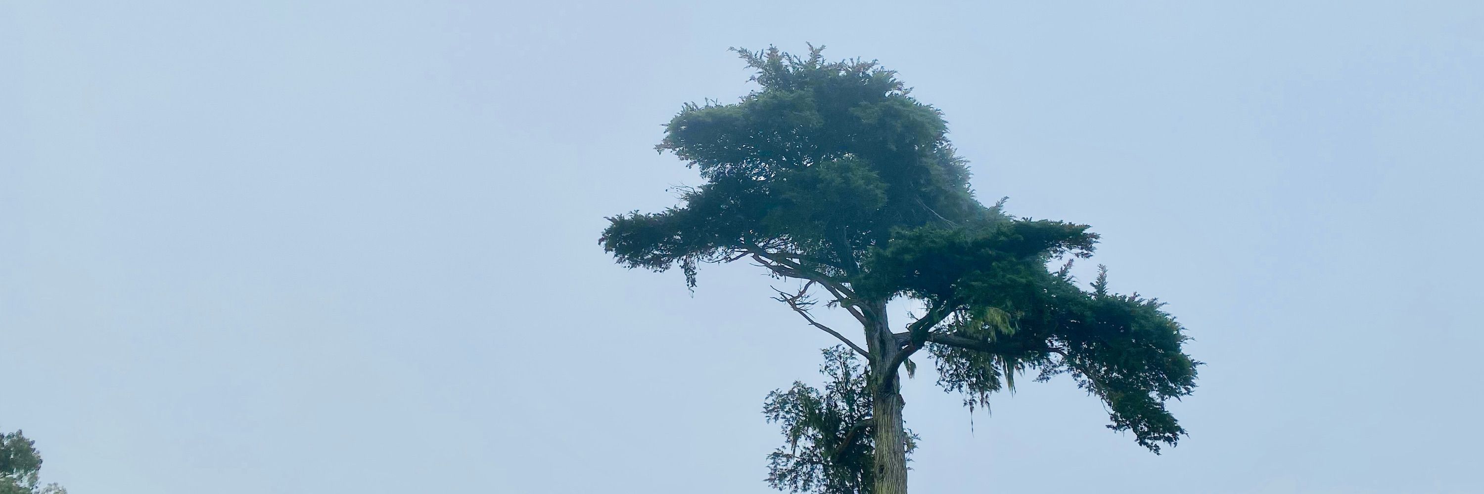Golden Gate Park