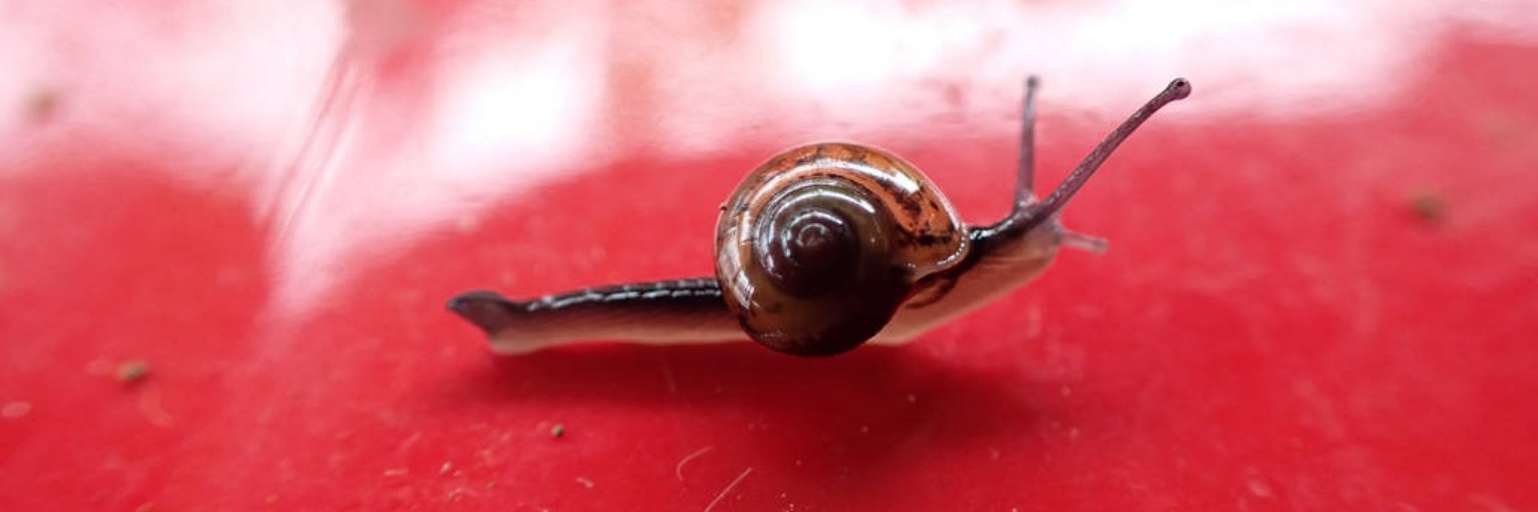 Nerite !! ❤️