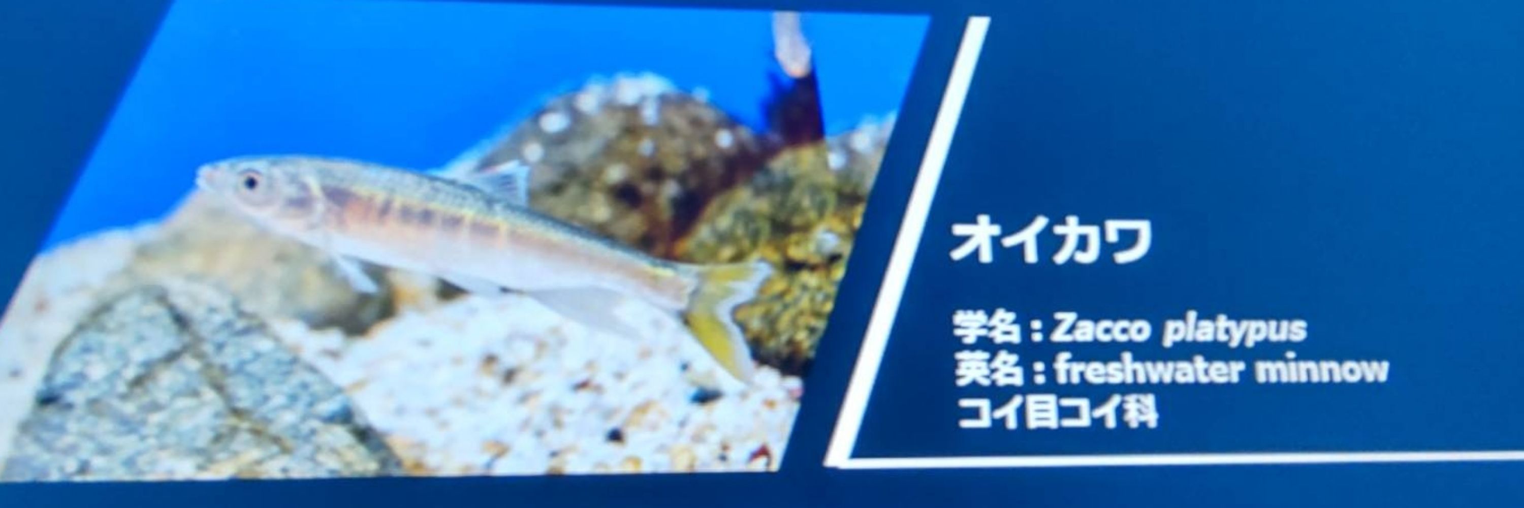 ちんぱん
