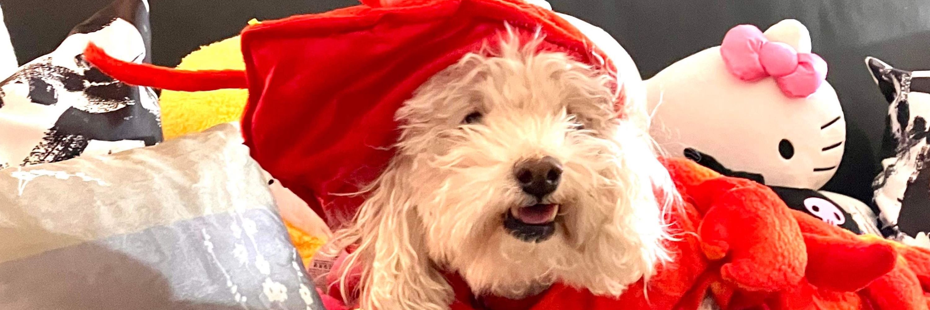 Sir MochiMoch