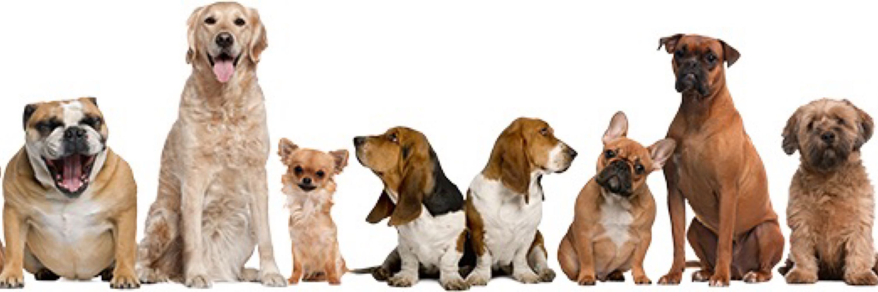 LOVE DOGS ALL