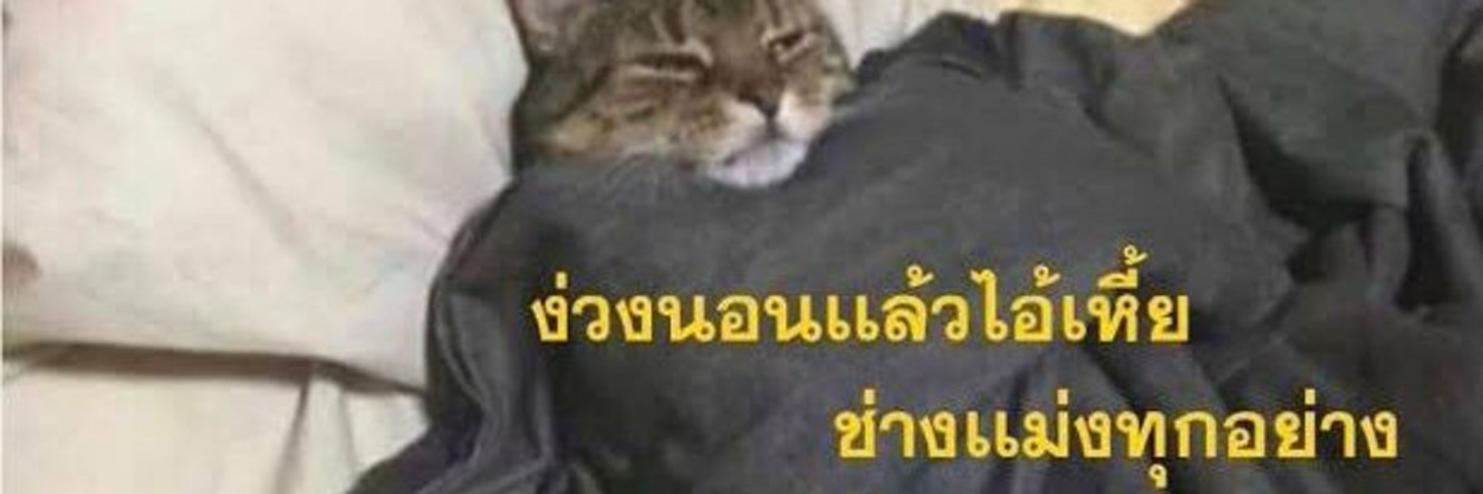 ✿엄씬🐈