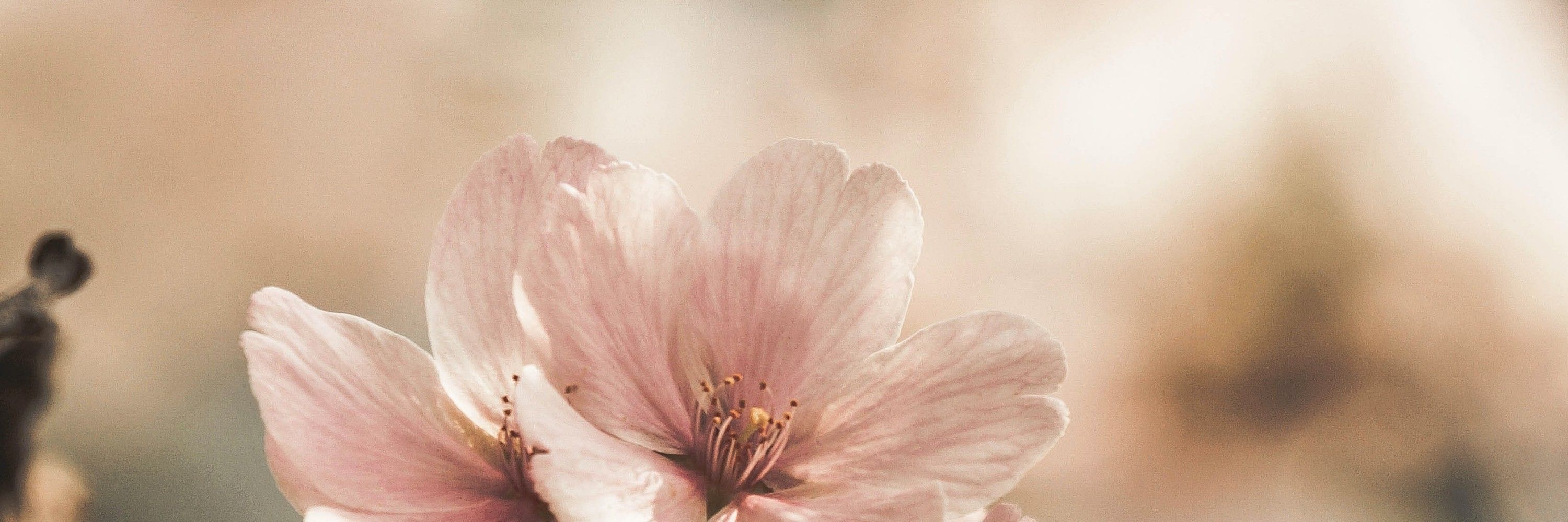 🌸
