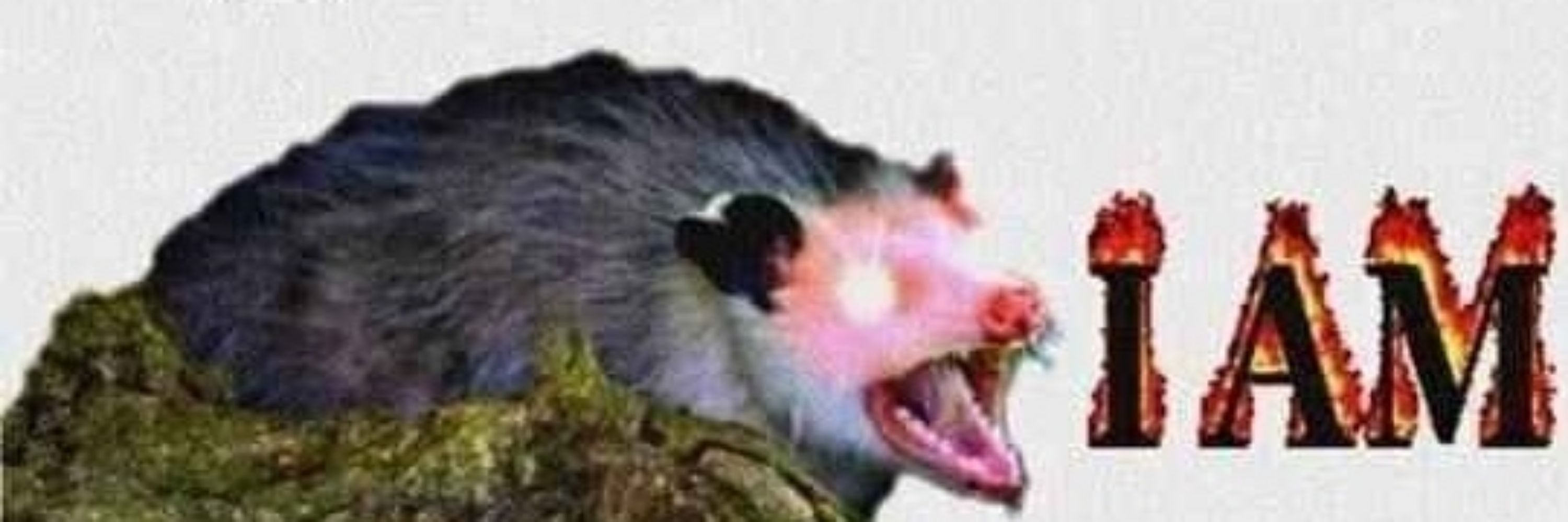 Opossum
