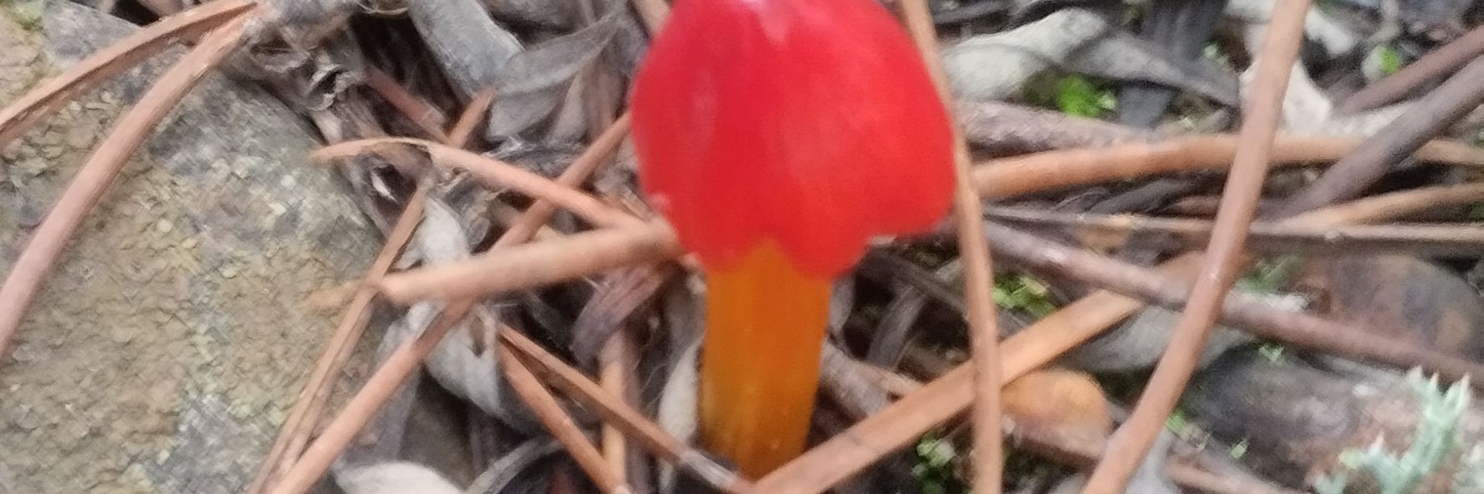 Nacho SA