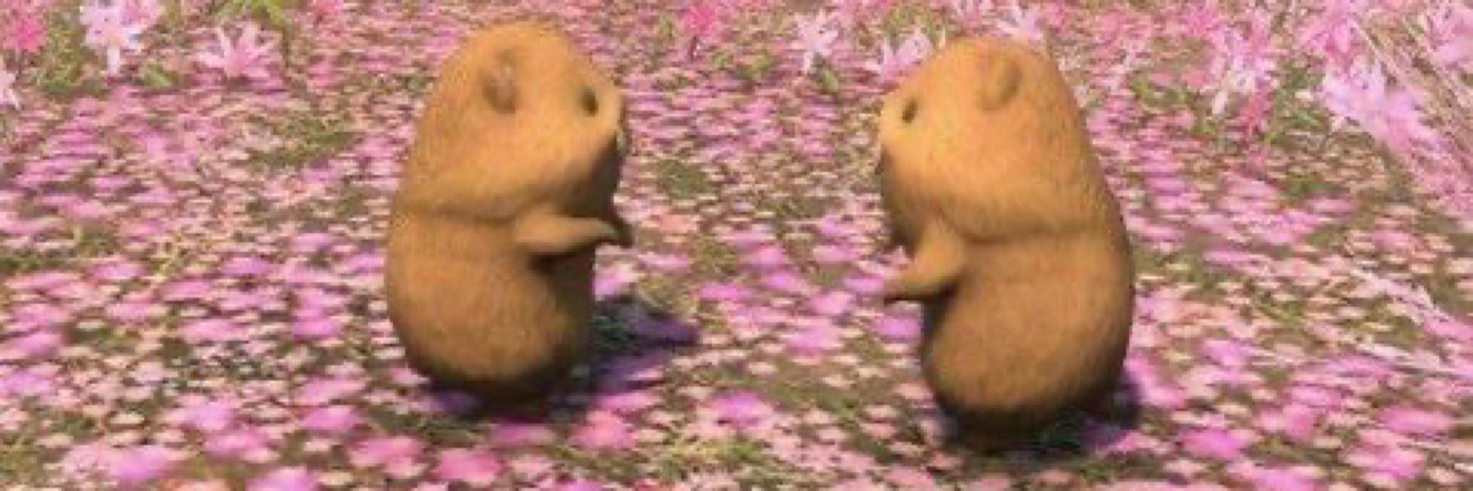 쥐양이