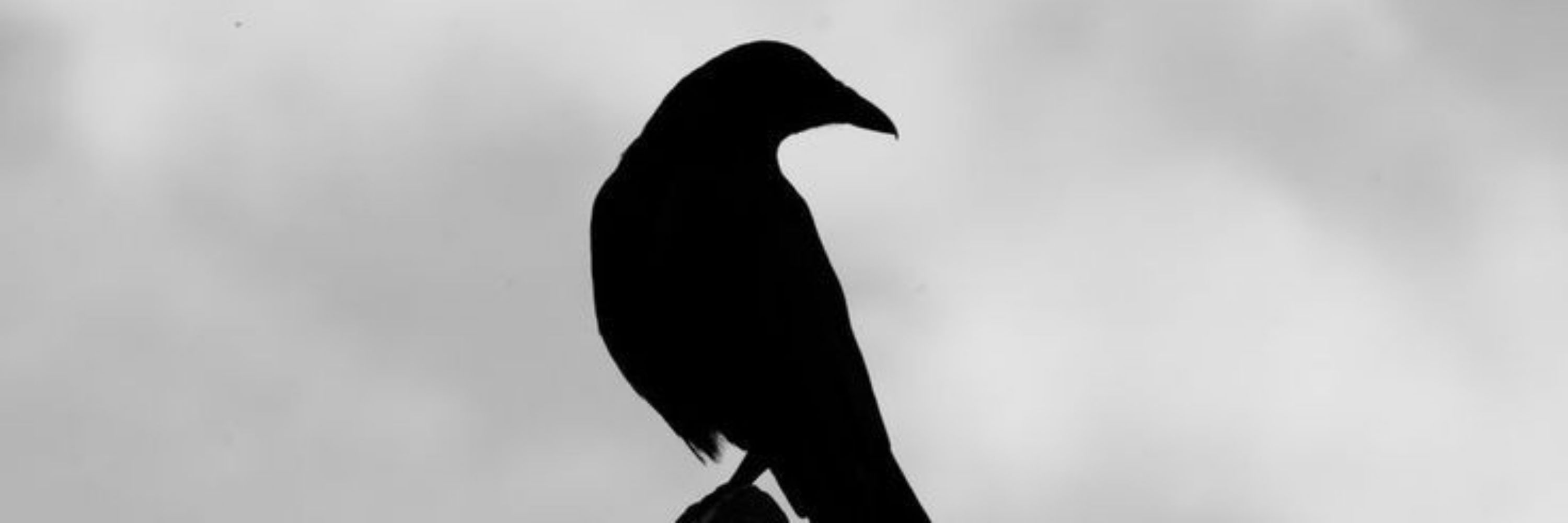bertoldi