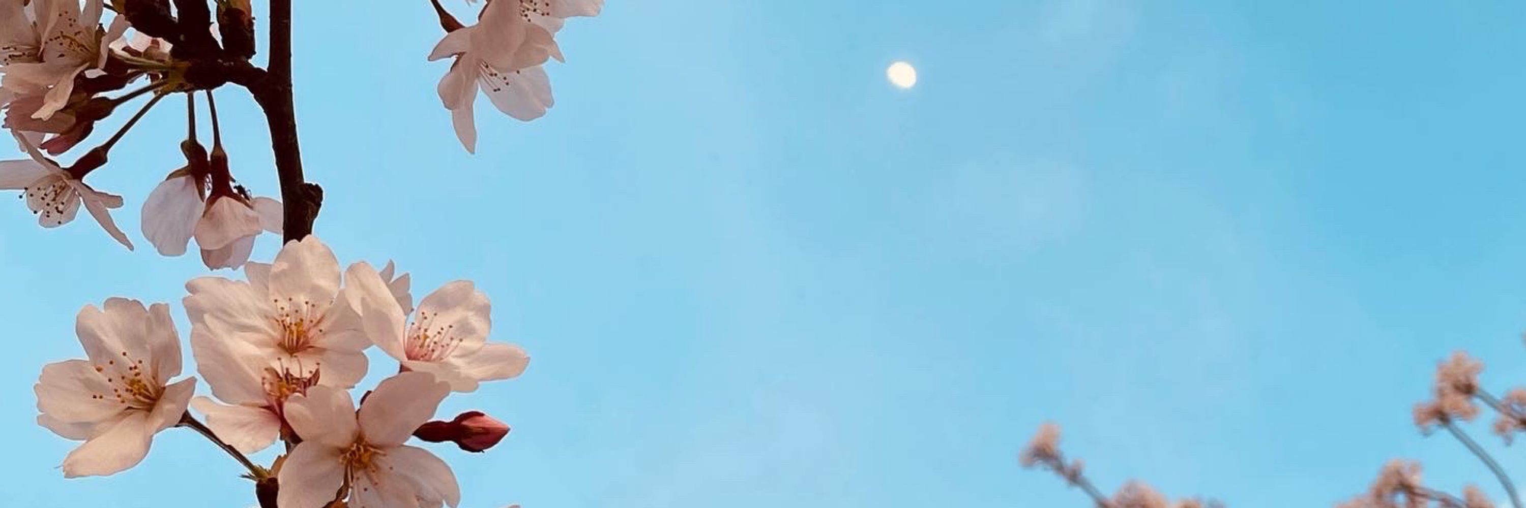 じょ