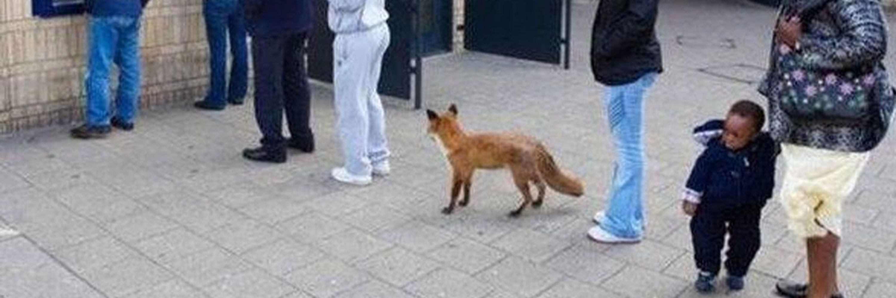ViveeFox 🏳️‍⚧️