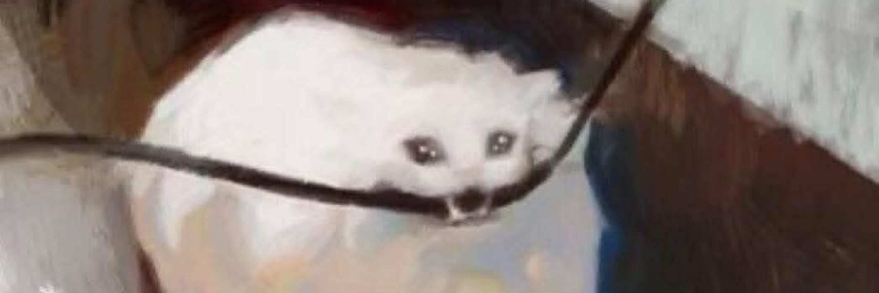 yeed my last haw